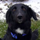 Tasha was adopted in January, 2004